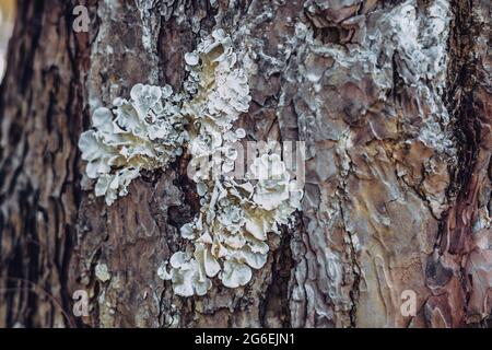 Close-up shot. Greenshield foliose white tube bone pillow lichen Parmeliaceae family Hypogymnia Physodes growing on bark coniferous tree in forest Stock Photo