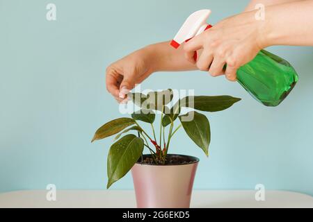 Woman hands spraying leaves of green plant with water. Taking care of indoor home plants Stock Photo