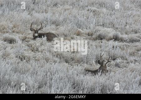 Two Mule Deer Bucks Laying in Snow Frosted Grass in Alberta's Prairies Stock Photo