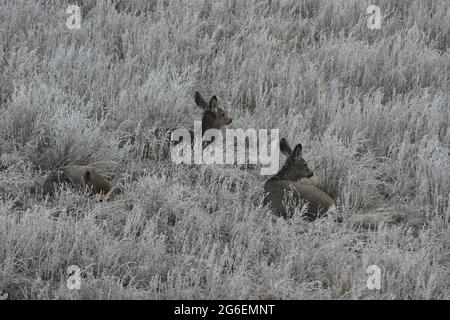 Small Herd of Female Mule Deer Laying in Snow Frosted Grass in Alberta's Prairies Stock Photo