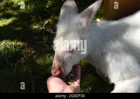 Albino Wallaby Eating from Palm of Hand Stock Photo