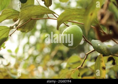 Fresh indian jujube fruit on tree branch Stock Photo