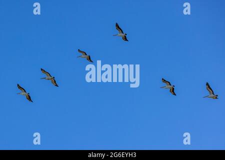 Flock of Australian Pelican's in flight Stock Photo