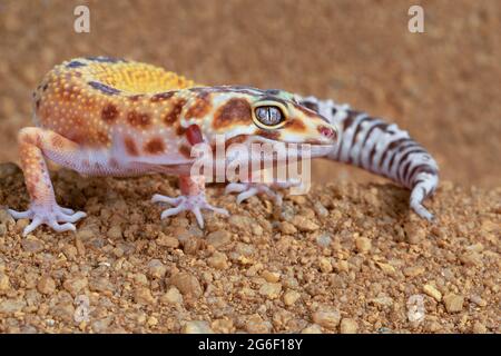 Leopard Gecko Stock Photo