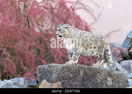 Snow leopard Stock Photo