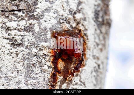 Healing brown resin on a tree, close-up. Natural medicine, forest Stock Photo