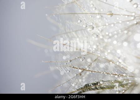 Beautiful dew drops on a dandelion seed. Beautiful soft background. Macro photography. Stock Photo