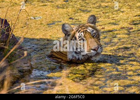 Bengal Tiger portrait, Panthera tigris tigris, in water. Ranthambore National Park, Rajasthan, India Stock Photo