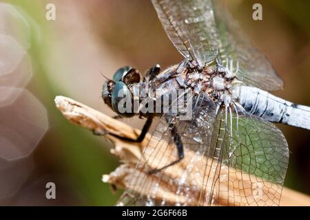 Close up view of a keeled skimmer dragonfly sitting on a branch.