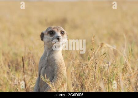 Cute Meerkat standing upright closeup of head had half body. Front view of Suricatta. Makgadikgadi pans, Botswana, Africa Stock Photo