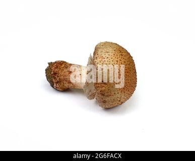 Mushroom call blusher (amanita rubescens) isolated on a white background
