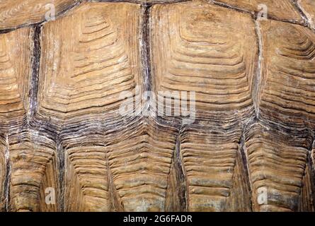 Turtle shell pattern and texture background. Animal ornament and color. High quality photo Stock Photo