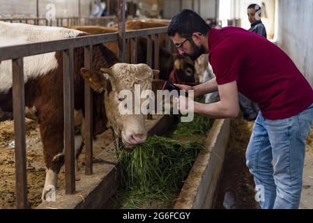Young farmer using a smartphone and doing checkups on cows Stock Photo