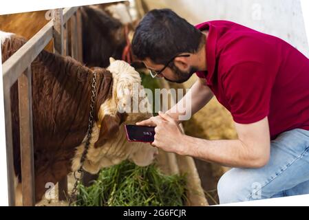 Young farmer using a smartphone and doing checkups on cows Stock Photo
