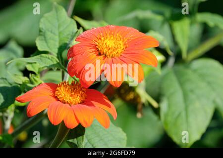 Tithonia rotundifolia 'Torch', Mexican Sunflower 'Torch' Stock Photo