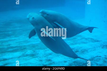 (210706) -- WUHAN, July 6, 2021 (Xinhua) -- Yangtze finless porpoise YYC swims with its mother in the water at the Institute of Hydrobiology (IHB) of Chinese Academy of Sciences in Wuhan, central China's Hubei Province, July 5, 2021. Yangtze finless porpoise YYC lives with its mother at the IHB of Chinese Academy of Sciences in Wuhan. The one-year-old Yangtze finless porpoise, known as 'smiling angel' due to its mouth fixed in a permanent grin, was born on June 3, 2020. YYC's mother, Yangyang, 14 years old, was transferred from Poyang Lake to the institute thanks to ex-situ conservation at t Stock Photo