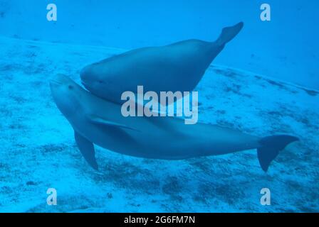 (210706) -- WUHAN, July 6, 2021 (Xinhua) -- Yangtze finless porpoise YYC swims with its mother in the water at the Institute of Hydrobiology (IHB) of Chinese Academy of Sciences in Wuhan, central China's Hubei Province, July 5, 2021. Yangtze finless porpoise YYC lives with its mother at the IHB of Chinese Academy of Sciences in Wuhan. The one-year-old Yangtze finless porpoise, known as 'smiling angel' due to its mouth fixed in a permanent grin, was born on June 3, 2020. YYC's mother, Yangyang, 14 years old, was transferred from Poyang Lake to the institute thanks to ex-situ conservation at t Stock Photo