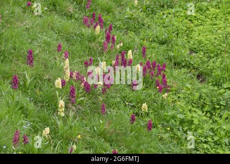 Alpine meadow with Elder orchids, a dimorphic plant that produces yellow-flowered and purple-flowered individuals Stock Photo