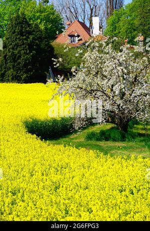 Idyllic view of farm in spring colors, April, Rapeseed (Brassica napus) flowering, Bougy-Villars above the town of Rolle, district of Morges, canton