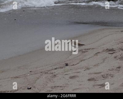 A Dunlin is walking on the baltic sea beach in Arenshoop, Germany. Also known as a Red-backed Sandpiper. Stock Photo