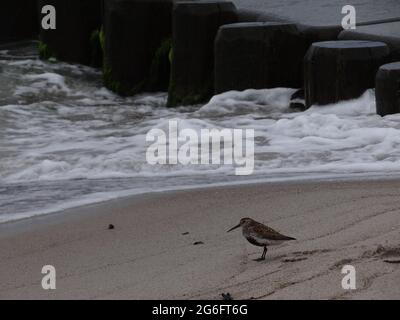 A Dunlin is walking on the baltic sea beach in Arenshoop, Germany. Also known as a Red-backed Sandpiper. Stock Photo