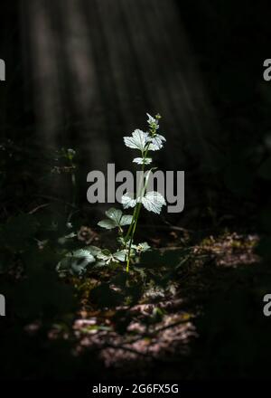 Plant isolated in dark woodland by bright rays of sunlight shining through branches from above.  Spring summer sunshine illuminating new plant stand Stock Photo