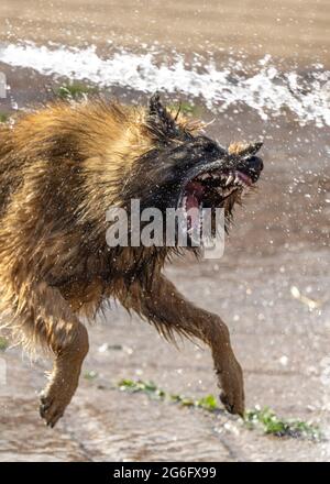 Alsatian puppy dog German Shepherd looking ferocious bearing teeth trying to attack water from hose pipe. Sharp canine teeth close up of guard dog Stock Photo
