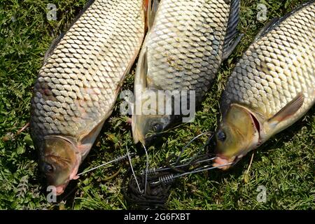 Freshwater fish just taken from the water. Several carp fish on green grass. Catching fish - common carp. Stock Photo
