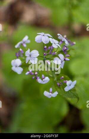 Lunaria rediviva Perennial honesty blooming flowers, flowering plant in family Brassicaceae, region: Europe Stock Photo
