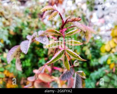 The raindrop left on the leaf after the rain. Green plant and raindrop. Stock Photo