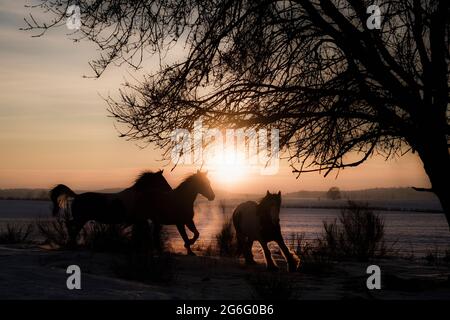 Silhouetted horses running in idyllic sunset field Stock Photo