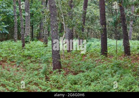 Pine tree forest sorrounded by fern plants. Coniferous trees Stock Photo