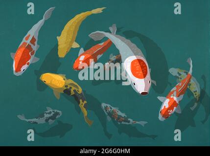 View from above Koi fish swimming in pond Stock Photo