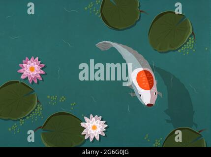 Koi fish swimming in pond with lily pads Stock Photo