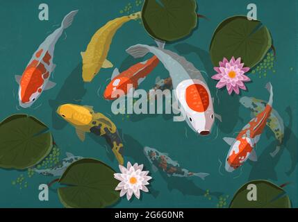 Koi fish swimming in pond with lily pads Stock Photo