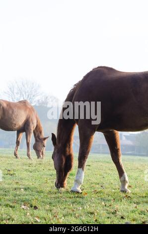 Two domestic brown horses (Equus ferus caballus) grazing on a pasture in the countryside, Germany, Europe Stock Photo