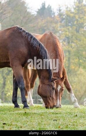 Two domestic brown horses (Equus ferus caballus) grazing on a pasture in the countryside, Germany, Europe Stock Photo