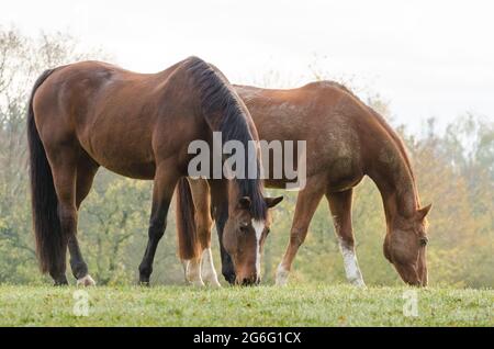 Two domestic brown horses (Equus ferus caballus) grazing on a pasture in the countryside, Germany, Europe Stock Photo