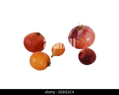 Dry onions and white background. Stock Photo