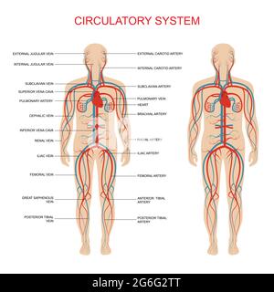 heart anatomy, circulatory system, human blood artery, medical illustration Stock Vector