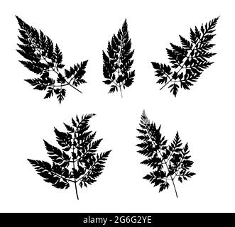 Black grass leaves silhouettes isolated on white. Autumn fallen field grass leaves. Stencil vector Stock Vector