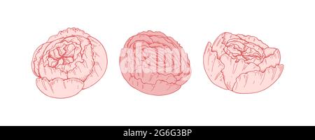 Set of hand drawn pink peony flowers isolated on white background. Vector illustration in sketch style Stock Vector