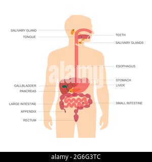 human anatomy digestive system, stomach vector illustration Stock Vector