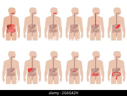 Stomach and esophagus and rectum Human anatomy. Gastrointestinal tract ...