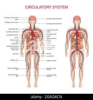 heart anatomy, circulatory system, human blood artery, medical illustration Stock Vector