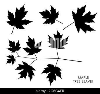 Black silhouettes of maple leaves isolated on white. Autumn fallen leaves of maple tree. Vector Stock Vector