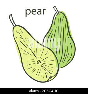 Sketch pear whole and half on a colored background, vector illustration. Green and yellow spot with pears. Isolated fruits, vintage. Hand drawing orga Stock Vector