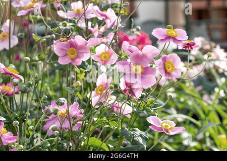 Japanese anemone, Japanese windflower, Chinese anemone (Anemone hupehensis 'Splendens', Anemone hupehensis Splendens), blooming, cultivar Splendens, Stock Photo