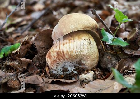 Edible mushroom Boletus pinophilus in forest. Known as pine bolete or pinewood king bolete. Wild mushroom growing in leaves. Stock Photo