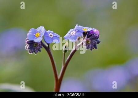 wood forget-me-not, woodland forget-me-not (Myosotis sylvatica 'Wallufer Schnitt', Myosotis sylvatica Wallufer Schnitt), cultivar Wallufer Schnitt, Stock Photo